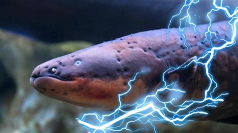Elektrik balığı yenir mi